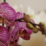 4 regler for orkidépleje, som selv blomsterhandlere er tavse om