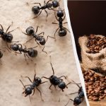 Insekter vil glemme vejen ind i dit hjem: et gennemprøvet
