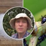 Myrer forsvinder om en uge: Den bedste måde at fjerne