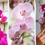 Orkideen vil blomstre om efteråret, hvis du fodrer den en