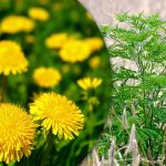 Portulaca, hvedegræs, ragweed: Sådan slipper du af med ukrudt i