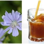 Sådan laver du nemt kvass af cikorie derhjemme: en meget